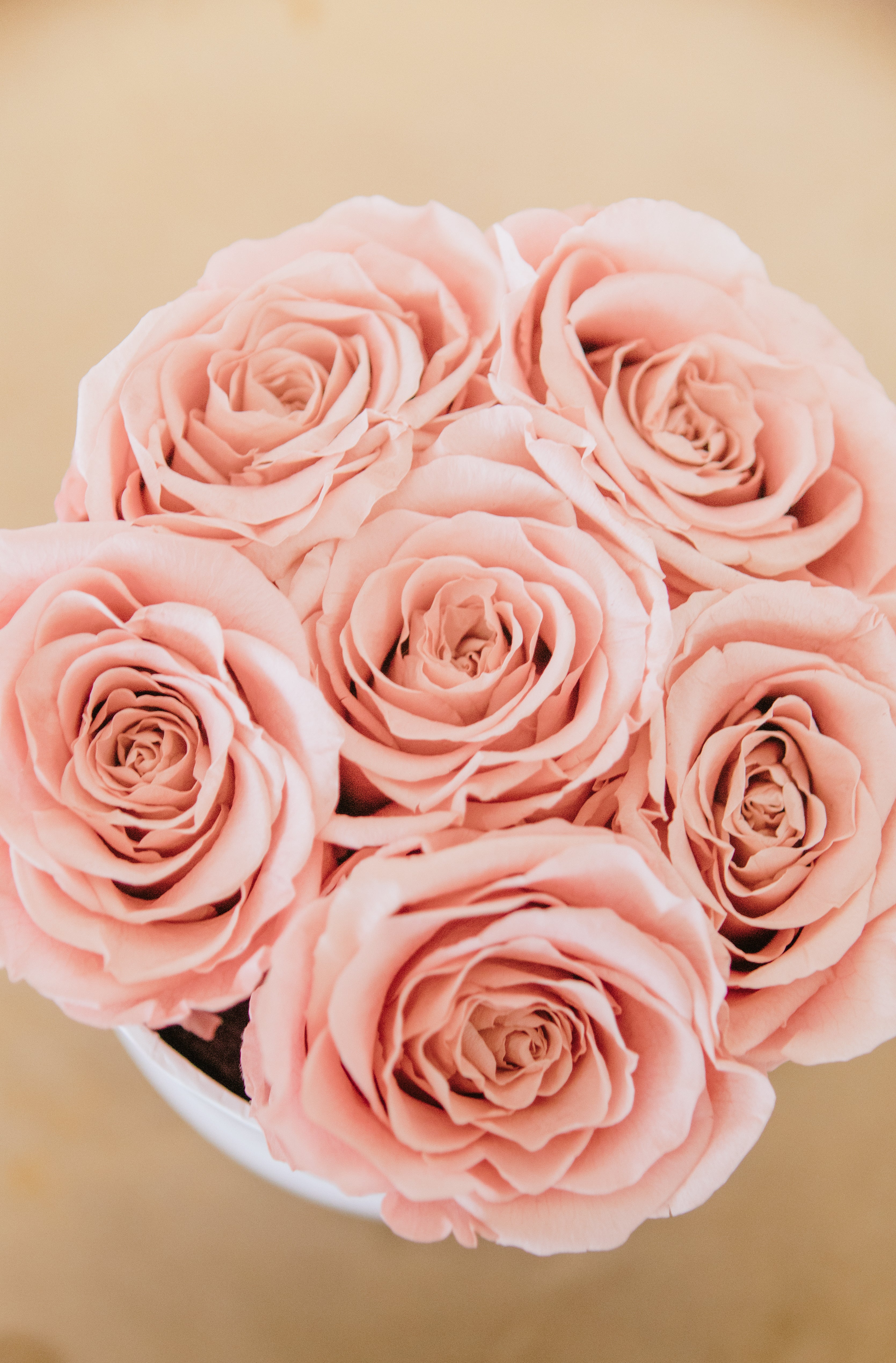 Rosa Eterna - capelo cristalino – Les Fleurs
